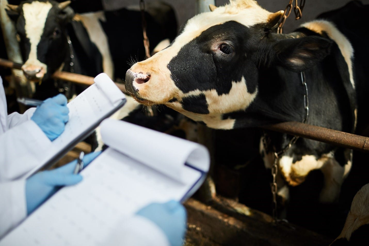 Don’t Let the Farm Bug Bite: Tips on how to Implement Biosecurity on Your Farm